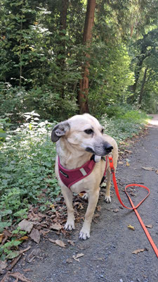 07.09.2025: Bella ist heute 3,04 km im Stommlerbuscher Wald gelaufen.