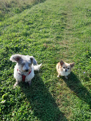 20.09.2024: Buddy und Maggy sind 4,2km auf der Hundewiese in Köln Weiden  gelaufen.