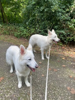 10.09.2025: Booth & Payton sind mehr als 10 km gelaufen. von Oberaden nach Lünen am Kanal, Lippe und Wälder vorbei