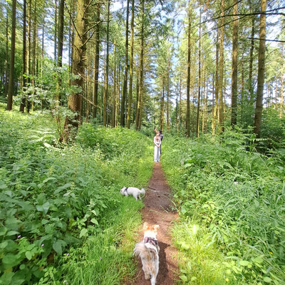 20.09.2025: Goki und Fibo sind 2 km gelaufen. Gerolstein Büscheich zur Dietzenley und zurück.