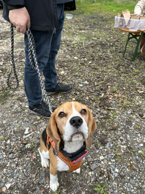 21.09.2025: Der Beagleclub LG Mittelrhein war mit 9 Beagle auf der Vollrather Höhe Grevenbroich 4,6km unterwegs. 