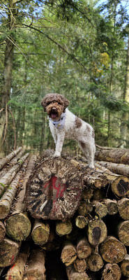 07.09.2025: Bella war 5,49 km unterwegs durch Heide auf dem Holzsteg.