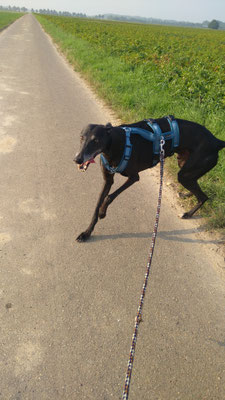 30.09.3035: Wilma und Anubis sind 4 km gelaufen. Grouven durchs Feld nach Berrendorf, im großen Bogen um Berrendorf herum und wieder auf der anderen Seite nach Grouven zurück.