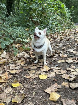 06.09.2024: Emma  hat 5,39km zurückgelegt.
