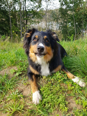 28.09.2023: Meeko - Waldspaziergang in Brühl Waldbaden um die beiden Seen Lucretiasee und Berggeistweiher