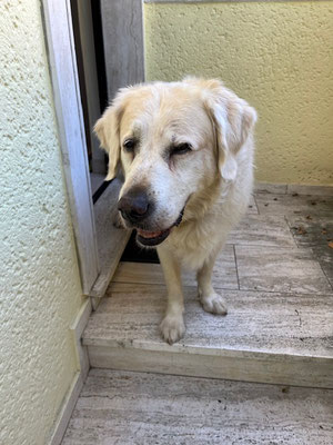 18.09.2025: Porthos ist 4,6 km gelaufen. Von Breslauer Straße aus, entlang der Ignystraße zur Hundewiese Kronstädter Straße, eine Runde über die Wiese und wieder zurück.
