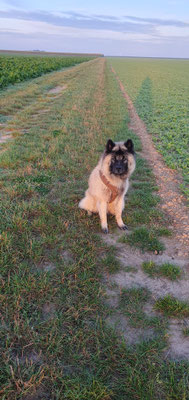 22.09.2024: Cody (9J) ist 6km am Jüdischen Friedhof übers Feld Richtung Kieswerk gelaufen.