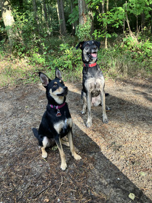 17.09.2022: Mala und Phoebe waren 9 km im Burgauer Wald spazieren