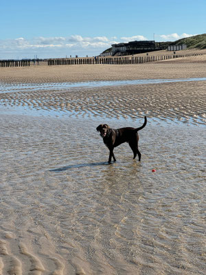 08.09.2024: Paul (4J) ist mit Christian und Dennis 10km gelaufen: EuroParcs in Cadzand (Niederlande), durch Cadzand-Bad zum Strand, am Strand entlang bis Nieuwvliet-Bad und den gleichen Weg wieder zurück. 
