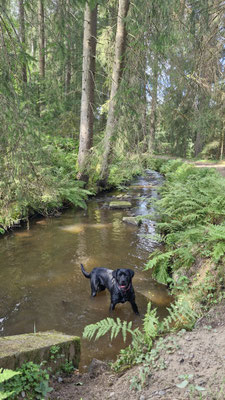 04.09.2025: Juna hat 9km Harz zurückgelegt. Wanderung zum Wasserfall , an Bächen und Seen vorbei