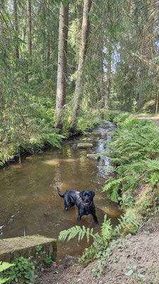 04.09.2025: Juna hat 9km Harz zurückgelegt. Wanderung zum Wasserfall , an Bächen und Seen vorbei