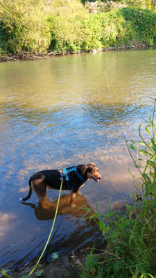 17.09.2024: Bella, (8 J) ist 9,8km gelaufen. Wahner Heide, Start beim Campingplatz bei Lohmar, an der Agger entlang
