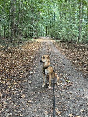 30.09.2024: Lucy, (2,5 J) ist 4km gelaufen. Gleueler Straße/ In der Beller Maar,  durch den Grüngürtel zur Alten Bachemer Straße und durch das Waldlabor zurück zur Gleueler Straße/ In der Beller Maar