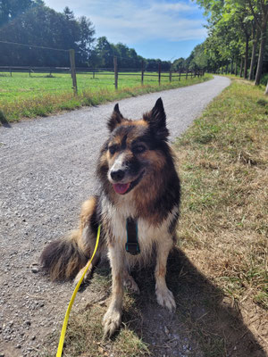 07.09.2024: Wanda (9J) hat mit Frauchen Claudia 7,53 km von Kerpen-Manheim über Burg Bergerhausen zur Kommandeursburg (Bergerhausen / Blatzheim) und zurück, dabei Manheim halb umrundet.