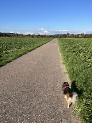 28.09.2025: Bailey ist 2,05 km um das Kerpener Feld gelaufen.