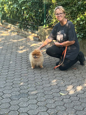28.09.2025: Nacho ist 5 km gelaufen. In Troisdorf Moselstr. zur Sieg dann die Sieg entlang und den Willi Brand Ring zurück