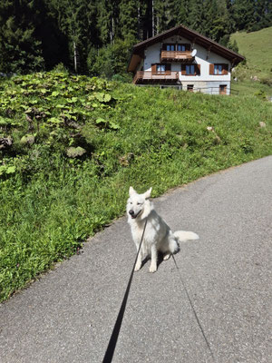 07.09.2025: Lani ist 9,8km gelaufen. Schweiz: Start der Wanderung war im Kanton Fribourg beim Schwarzsee. Von da ging es der warmen Sense nach bis Zollhaus und weiter bis Plaffeien.
