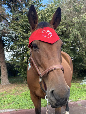 13.09.2025: Alena hat 4 km zurückgelegt. Start am Stall und dann in den Chorbusch rein und wieder zurück