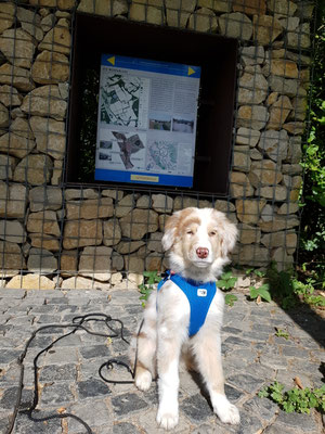 12.09.2024: Cooper (4M) ist im Marienfeld Kerpen kleine Runde (2km) an der Wehranlage entlang gelaufen.