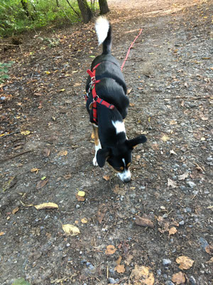 14.09.2023: Libby ist 8 km im Neanderthal spaziert.