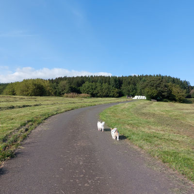 14.09.2024: Goki (10 J) und Fibi (8J) sind 2,2km gelaufen. Gerolstein-Büscheich > Dietzenley > Gerolstein-Büscheich