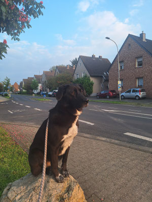 24.09.2024: Mia (2J) ist 8km gelaufen. Von Ahe nach Heppendorf über Widdendprf und zurück.