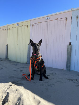 24.09.2023: Pebbles hat 9km zurückgelegt. Von Oostkapelle am Strand nach Domburg und wieder zurück.