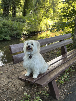 14.09.2025: Bella ist in Kerpen Sindorf 10 km gelaufen.