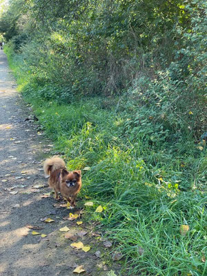 23.09.2023: Pia war 4,55km auf der Hundewiese und im Park hinter der Weidenhof-Residenz unterwegs.
