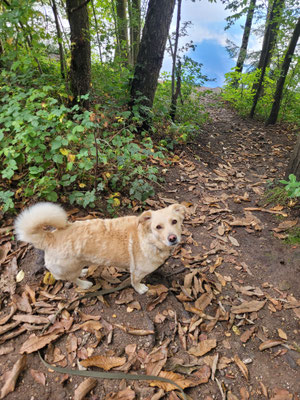 29.09.2023: Eddy - Vom Donatusparkplatz rund um den Donatussee. Auf dem Weg kann man z. B. auf und über verschiedene Baumstämme klettern oder springen  Dann ein Päuschen am See und weiter geht es zurück zum Parkplatz, Strecke 3,3 km