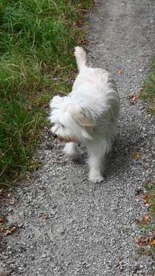 08.09.2024: Bella (5J) ist von Sindorf durchs Feld Richtung Heppendorf 7,47 km gelaufen.