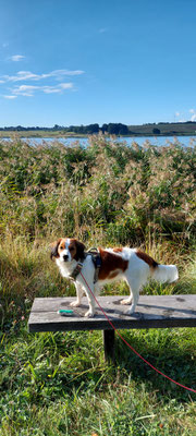 Letty ist in Dänemark 9,87 km gelaufen.