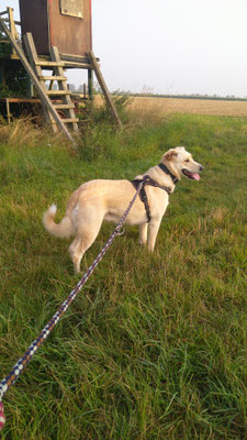 30.09.3035: Wilma und Anubis sind 4 km gelaufen. Grouven durchs Feld nach Berrendorf, im großen Bogen um Berrendorf herum und wieder auf der anderen Seite nach Grouven zurück.