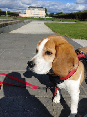 22.09.2023: Lotte hat 6km geschafft. Von Zuhause (Pingsdorfer Strasse) zur Südwiese, weiter zum Schützenplatz, an der Schlossmauer entlang, mit vielen Umwegen durch den Schlosspark zum Schloss. Weiter in die Stadt, über den Südfriedhof zurück nach Hause.