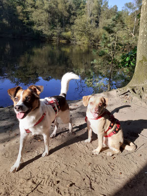 20.09.2024: Die Hundekumpels Marco (6J) & Berti (5J) sind gemeinsam eine schöne Runde im Hildener Stadtwald gedreht. 4,81 km