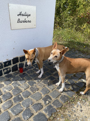 01.09.2025: Die Senioren Edi und Nessa haben stolze 6,5 km zurückgelegt.