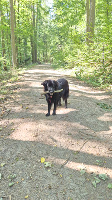 21.09.2024: Gizmo, (6 J) Rheinsteig - Schlangenlehrpfad Runde von Georgenborn Parkplatz Terra Levis (Wiesbaden), Frauenstein, Sommerferien bei Frauenstein, Richtung Schlagenbader Straße, entlang des Rechtebachs, zurück zum Parkplatz. Mehr als 10km