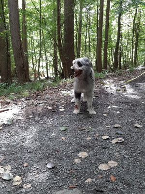 12.09.2024: Sammy, (9 3/4 J) ist 3 km im Nationalpark Jasmund auf Rügen gelaufen.
