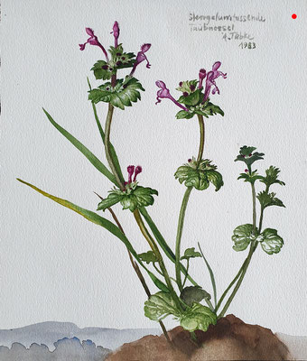 "Taubnessel" Aquarell, 1983 - VERKAUFT