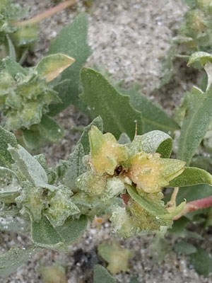 Atriplex sp., Melde