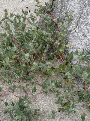 Atriplex sp., Melde