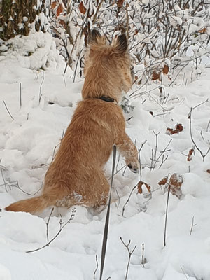 Eine neue Schneehasenrasse :))