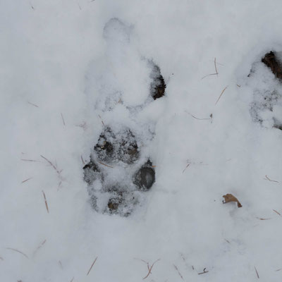 Das war Nachbars Hund