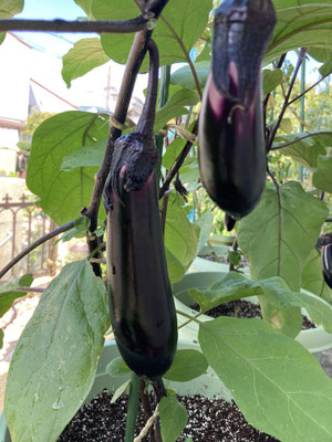 ナス🍆