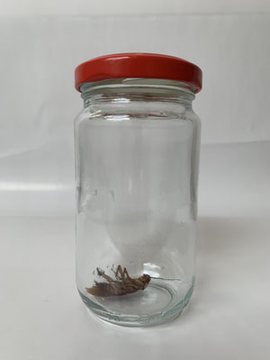 Cockroach