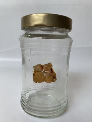 Hydrangea fragment