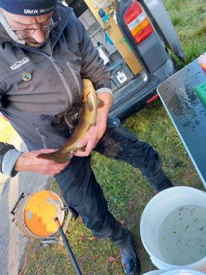  Abfischen Hinterwasserkanal Full Dezember 2021. (Foto F. Mangold)