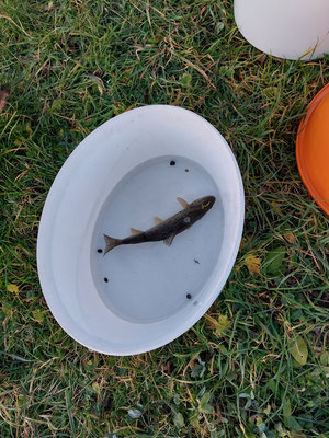  Abfischen Hinterwasserkanal Full Dezember 2021. (Foto F. Mangold)