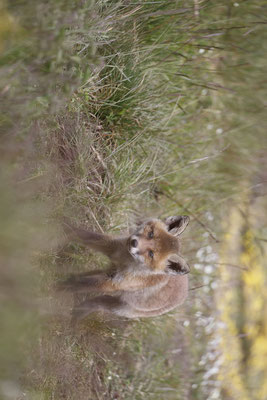 Renard 134