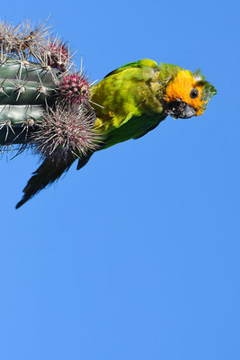ST. THOMAS- SITTICH, BROWN-THROATED PARAKEET, ARATINGHA PERTINAX